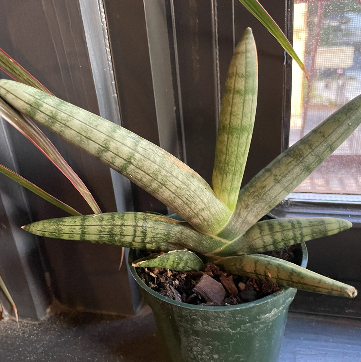 Starfish Snake Plant in a green pot near a window with healthy, striped leaves.
