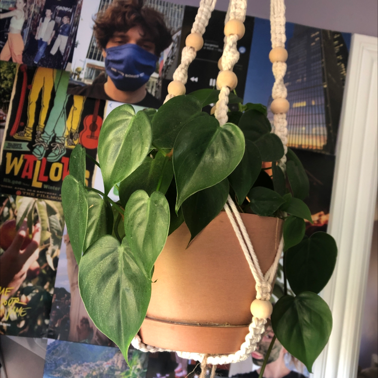 Philodendron Scandens plant photo by @fronksmother named Parry on Greg, the plant care app.