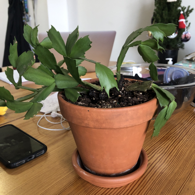 Potted Easter Cactus with green leaves in a terracotta pot on a table.