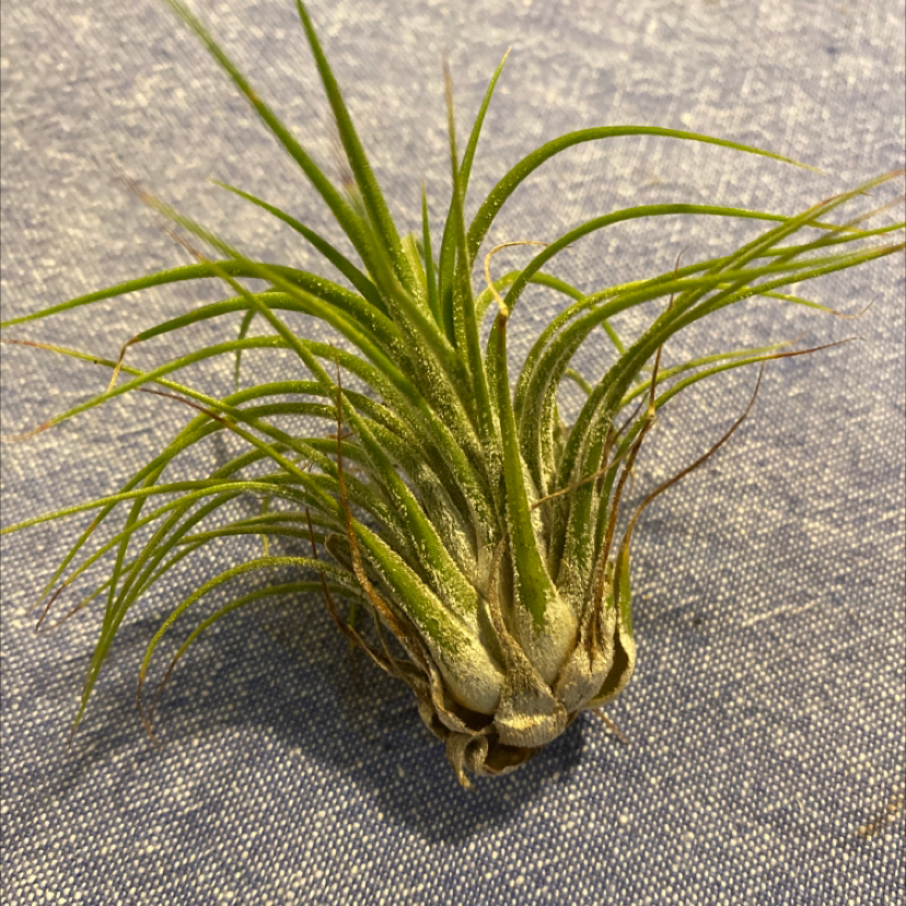 Shirley Temple Air Plant with green, spiky leaves and some browning at the tips.