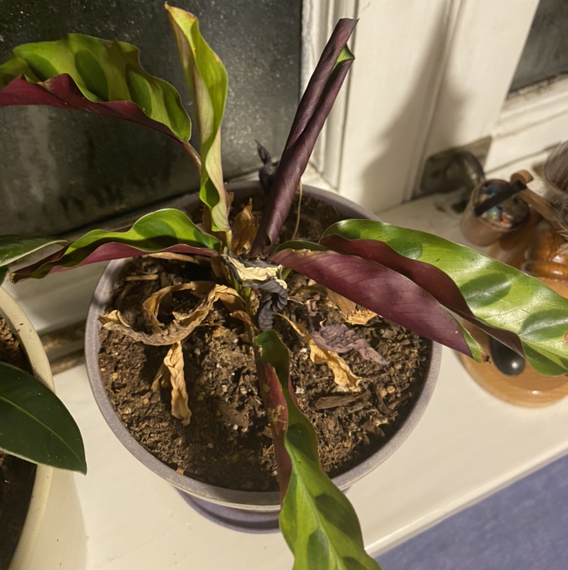 Rattlesnake Plant in a pot with visible leaf discoloration and soil.