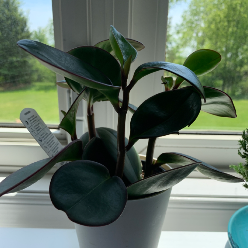 Baby Rubber Plant plant photo by @caitlinnn31 named Wilbur on Greg, the plant care app.