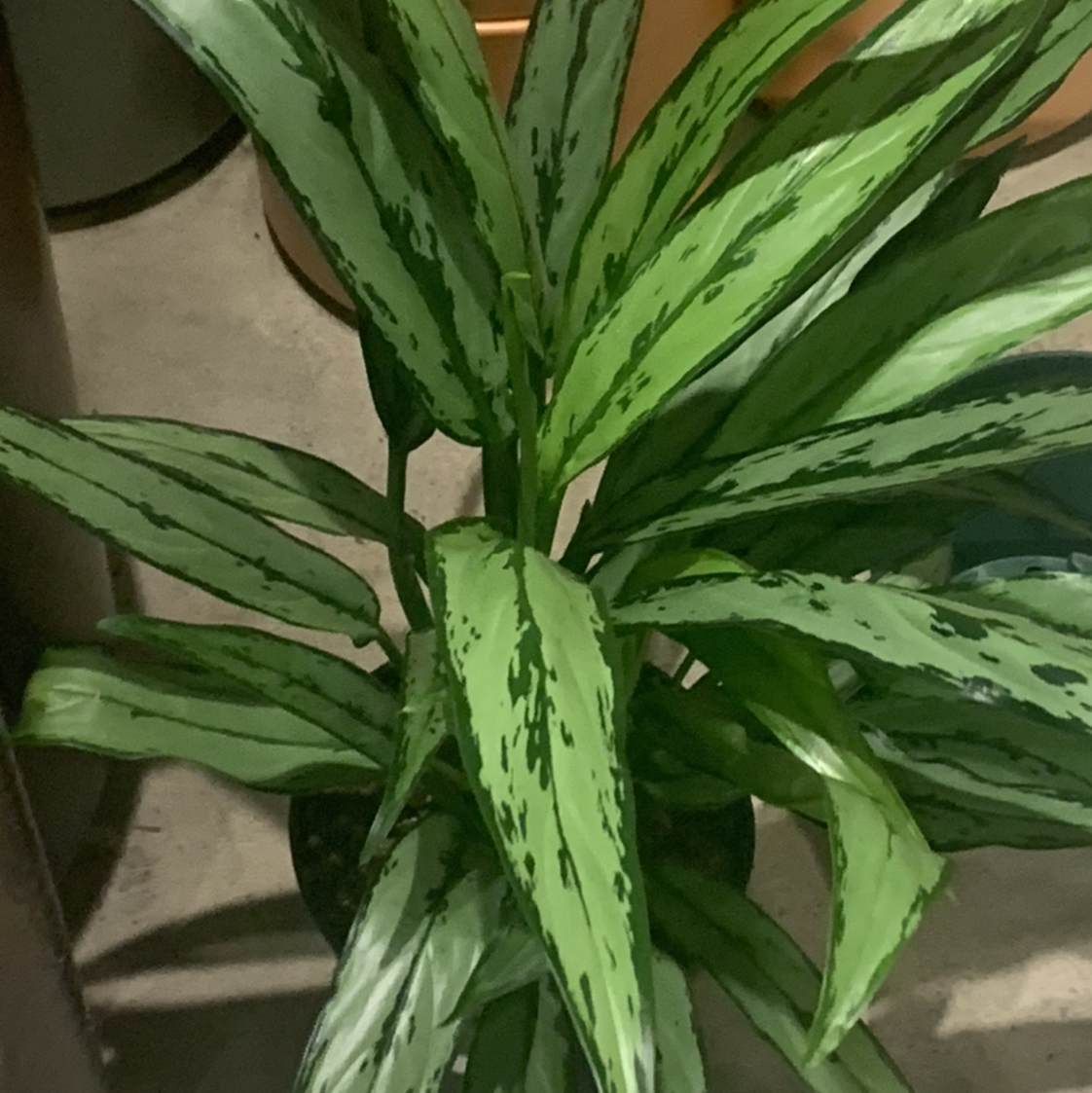 Healthy Chinese Evergreen plant with lush green leaves showing characteristic white variegation patterns, no signs of discoloration or disease.