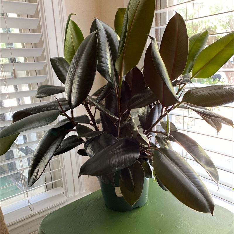 Burgundy Rubber Tree with dark, glossy leaves on a green table near a window with blinds.