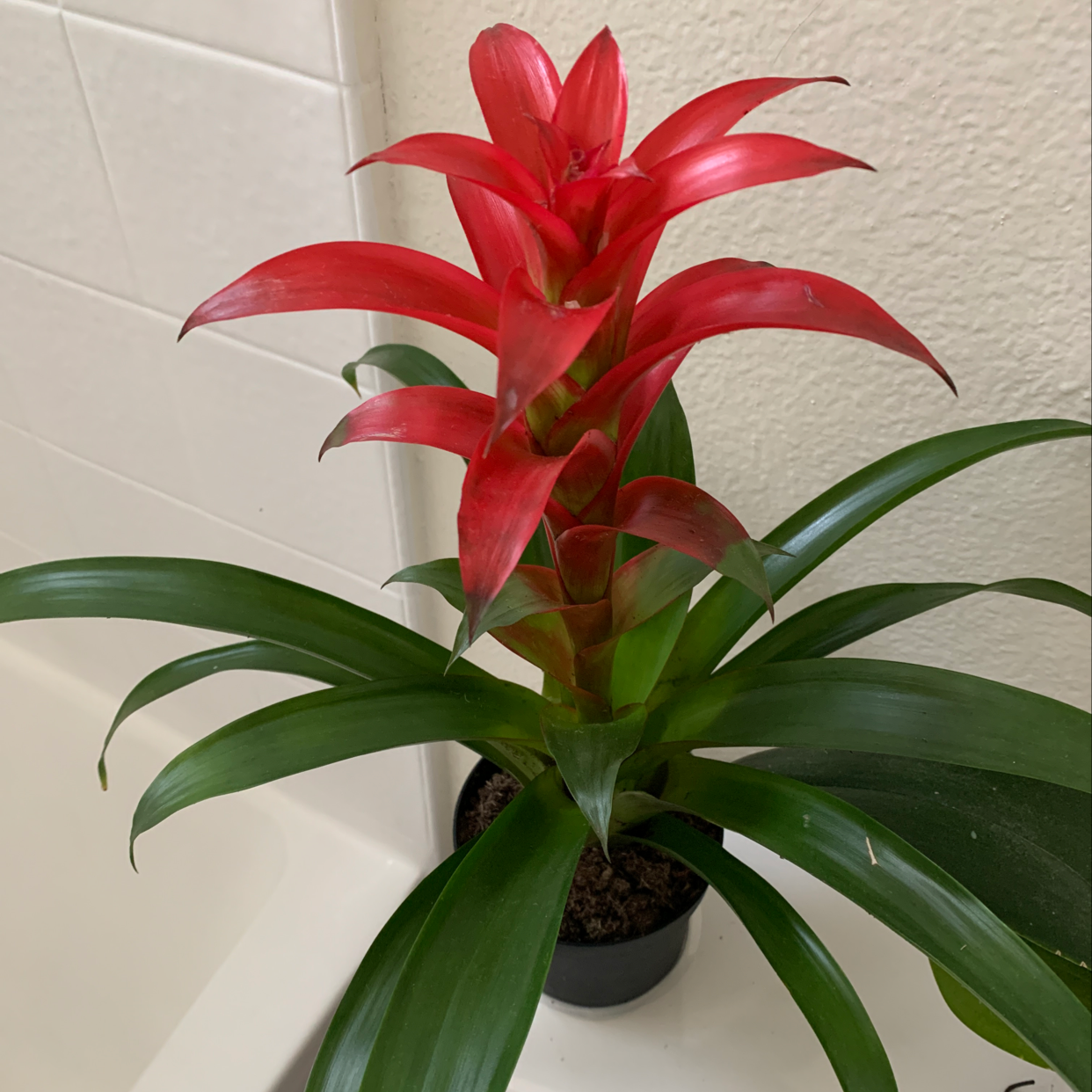 Vibrant red Droophead Tufted Airplant with glossy green leaves, potted in small black container with pebbles.