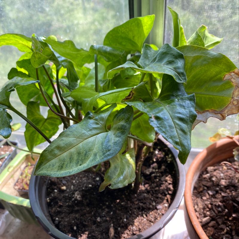 Healthy Arrowhead Plant with vibrant green leaves in a small pot, touched by a human hand to showcase its thriving growth.