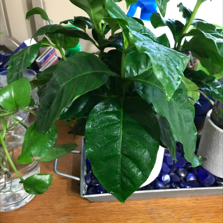 Healthy Arabian coffee plant with glossy dark green leaves in a clear pot with blue and white stones.