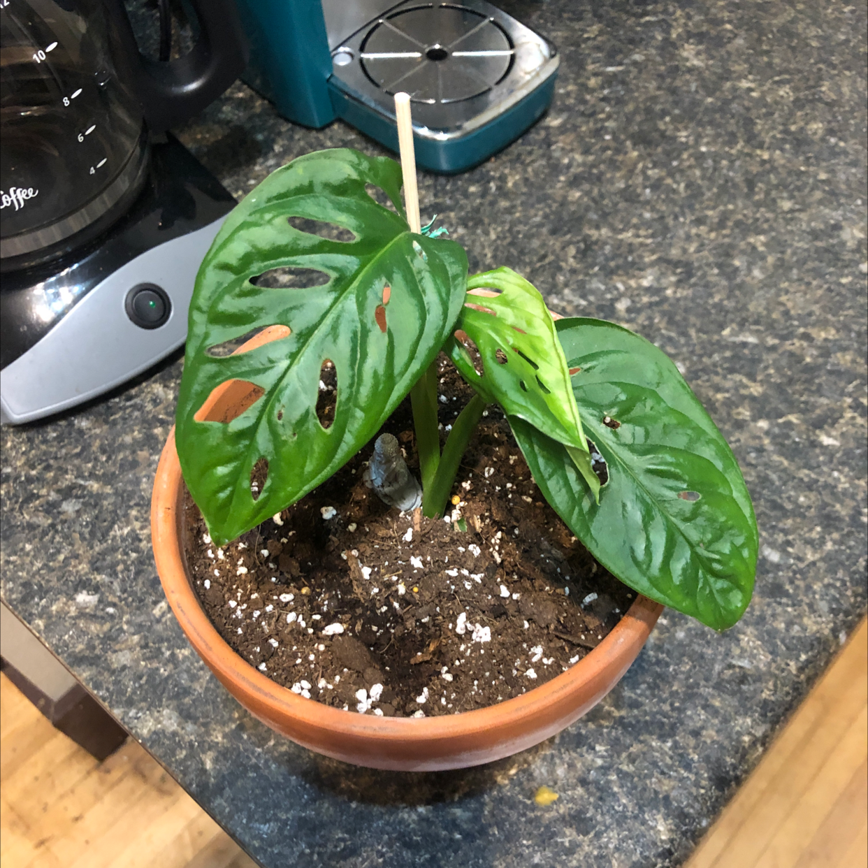 A healthy young Monstera deliciosa plant with three large, glossy, dark green leaves growing in a terracotta pot.