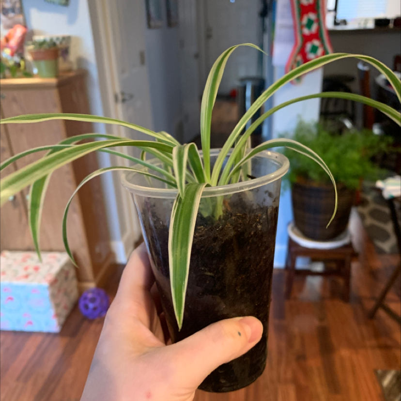 Photo of the plant species Variegated Spider Plant by @Juliavcosby named Peter Parker on Greg, the plant care app