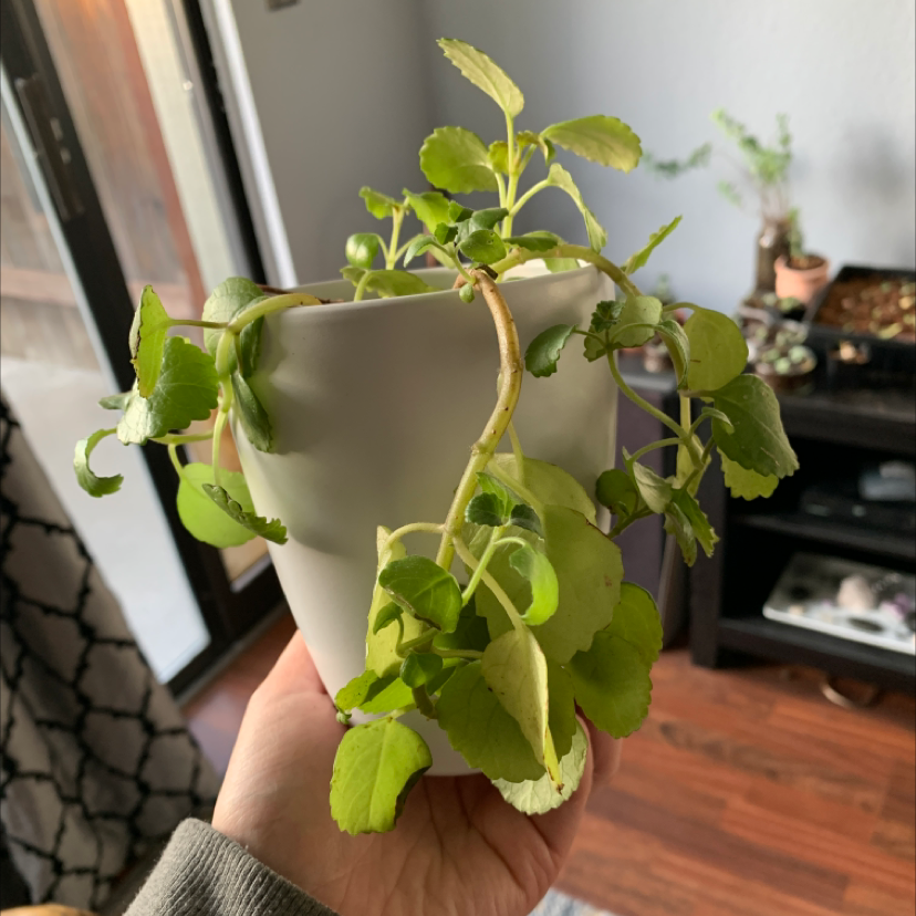 Hand holding a healthy young Kalanchoe plant with lush green scalloped leaves in a white ceramic hanging pot.