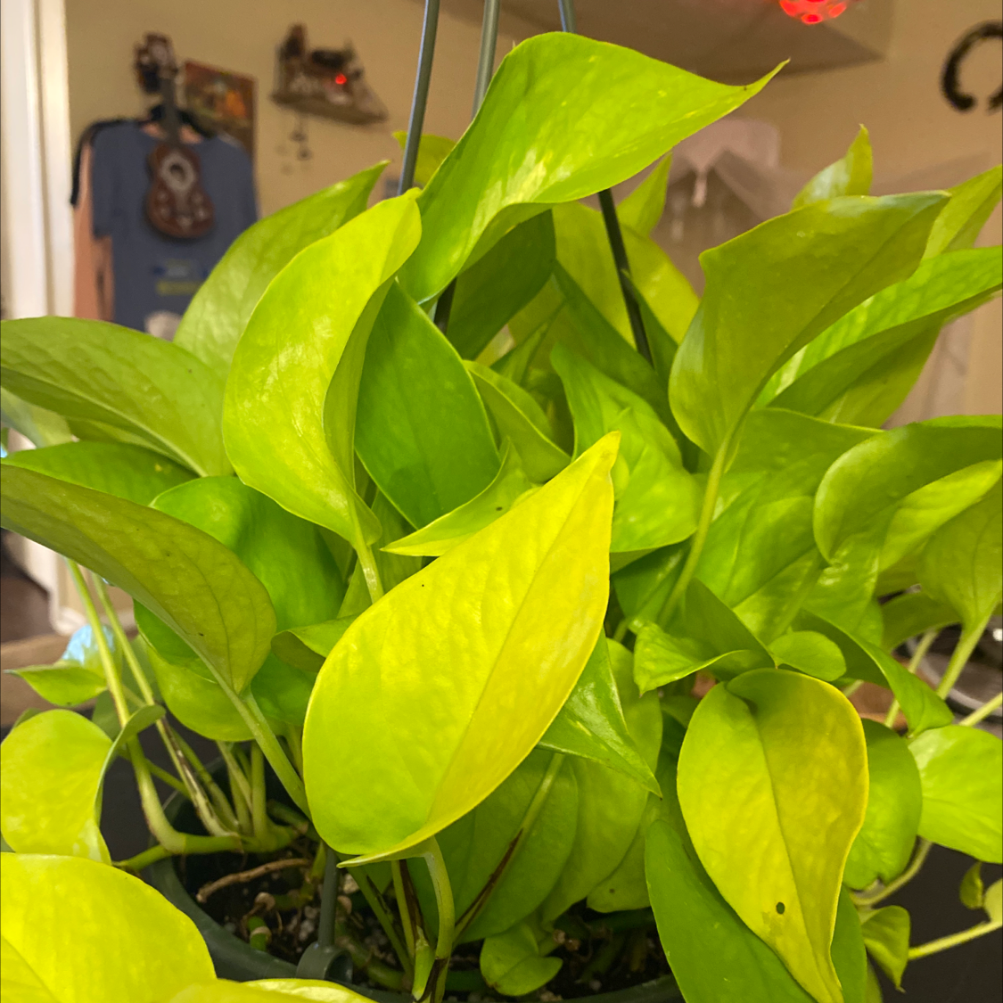 Taro Vine plant photo by @Brokenhealer named Harry Pothos on Greg, the plant care app.