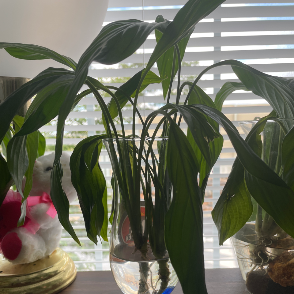 Peace Lily plant photo by Michelle named Your plant on Greg, the plant care app.