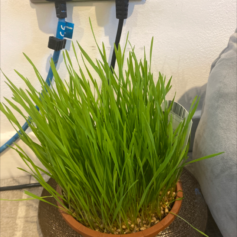 Healthy wheatgrass plant in a pot with vibrant green leaves.