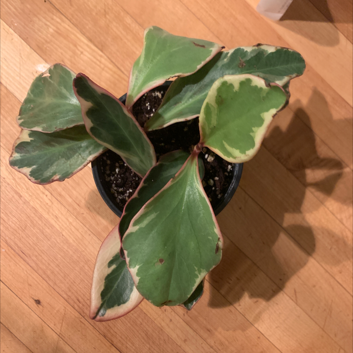 Photo of the plant species Jelly Plant by @kolvrd named Pepperoni on Greg, the plant care app