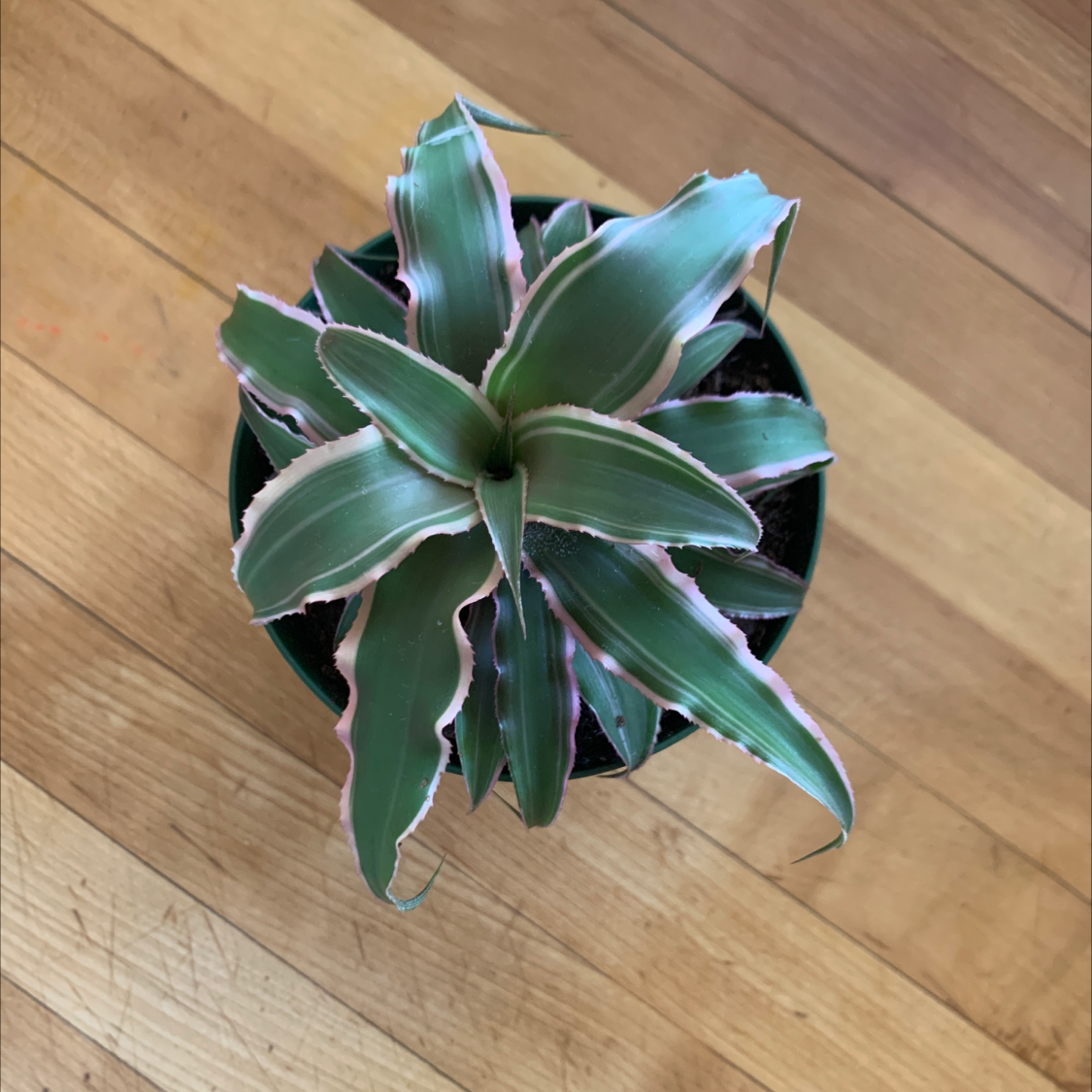 Earth Stars plant in a pot with green leaves and pink edges on a wooden floor.