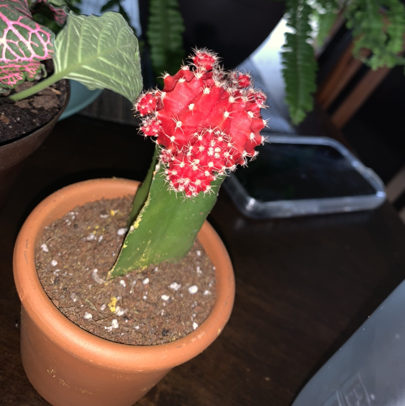 Moon Cactus plant photo by @fuentesx61 named Lilly on Greg, the plant care app.