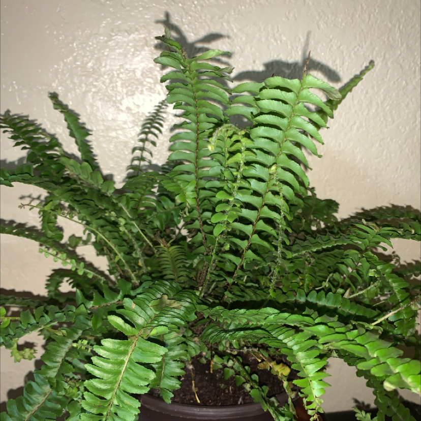 Boston Fern plant photo by @fuentesx61 named Skarlet on Greg, the plant care app.