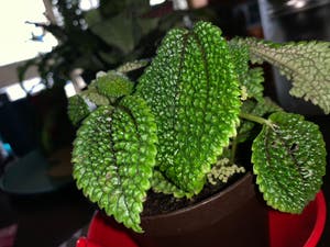 Pilea mollis plant photo by @fuentesx61 named Toxica on Greg, the plant care app.