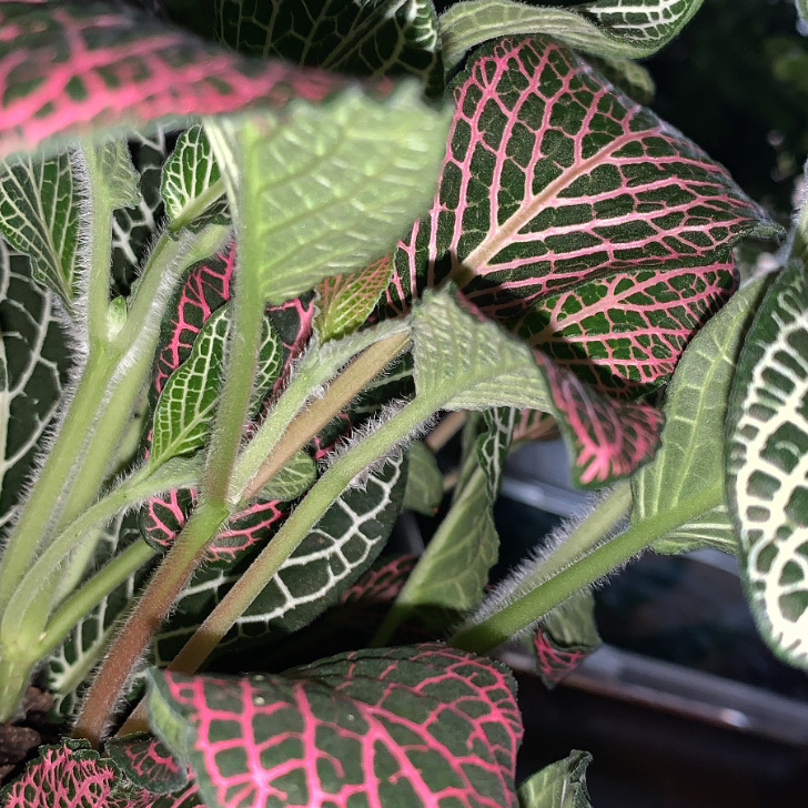 Nerve Plant plant photo by @fuentesx61 named Ellie on Greg, the plant care app.