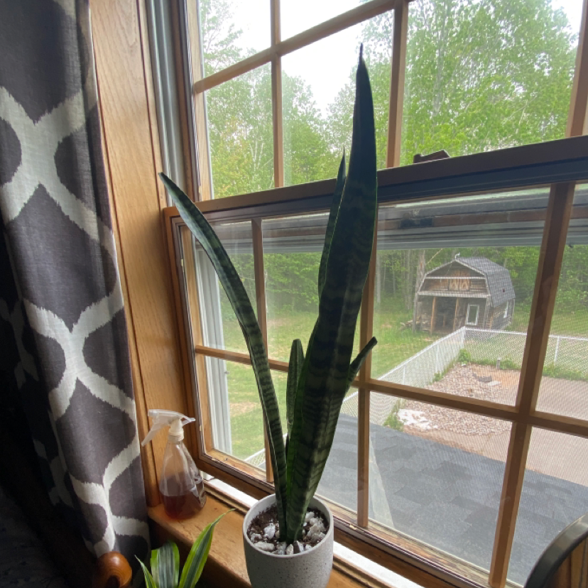Black Gold Snake Plant on a windowsill with green, upright leaves and visible soil.