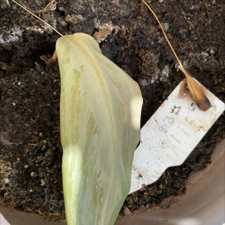 Aglaonema 'Tricolor' leaf with yellowing and browning, visible soil.