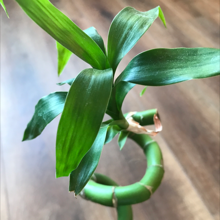 Photo of the plant species Lucky Bamboo by Alejandro named Banbe on Greg, the plant care app