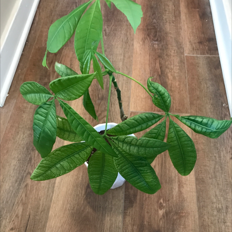Money Tree plant photo by Alejandro named Moneo on Greg, the plant care app.