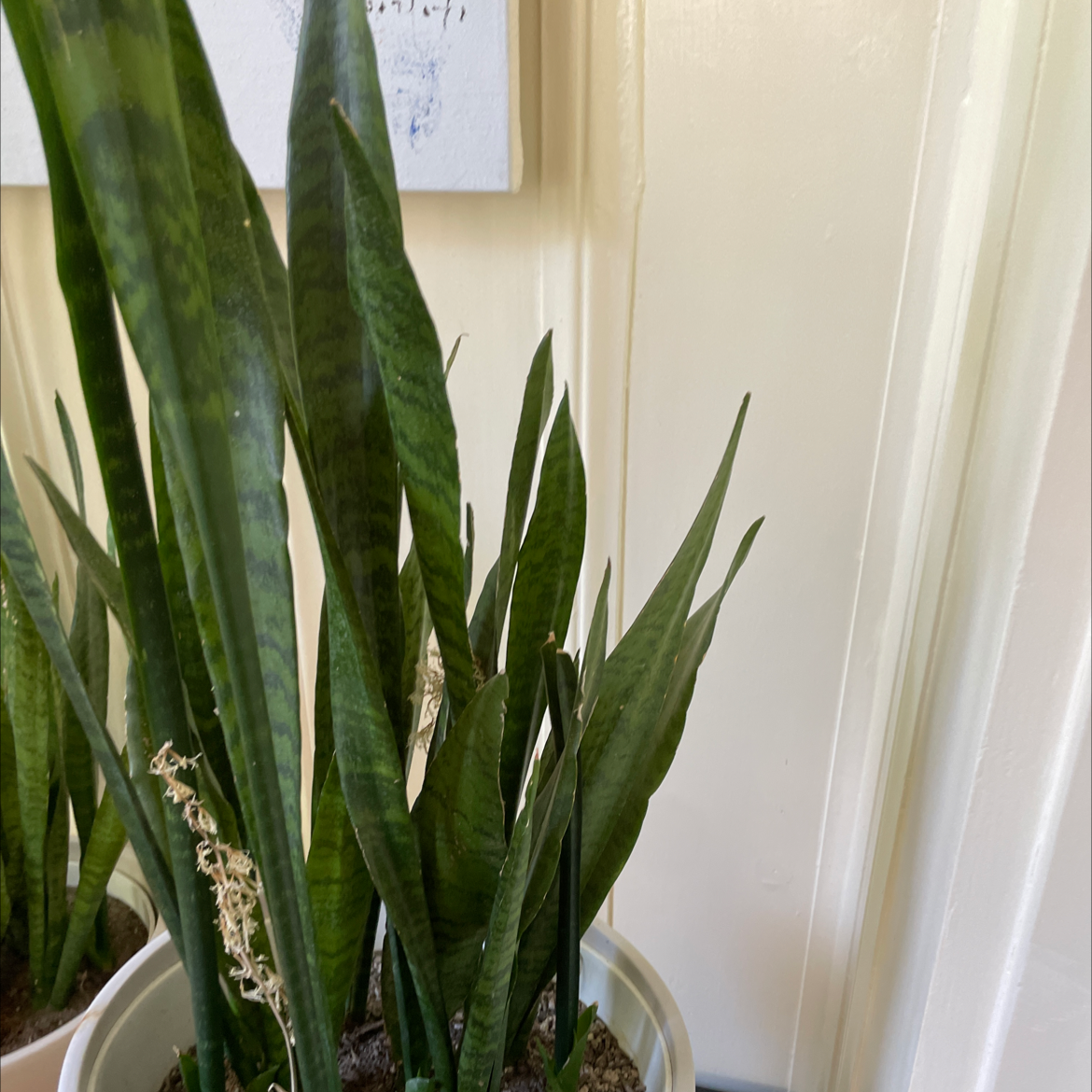 Snake Plant plant photo by @Spitz named Scarlett on Greg, the plant care app.