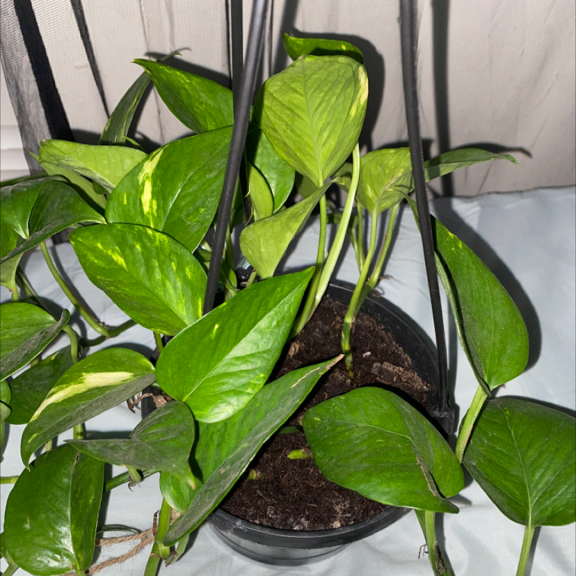 Taro Vine plant photo by Raeanna named da Vinci on Greg, the plant care app.