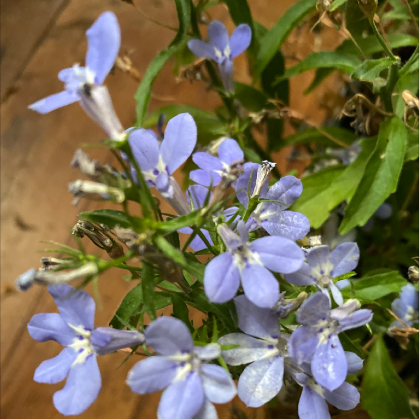 Edging Lobelia plant photo by Raeanna named Lola on Greg, the plant care app.