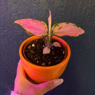 Aglaonema 'Pink Splash' plant in Colne, England