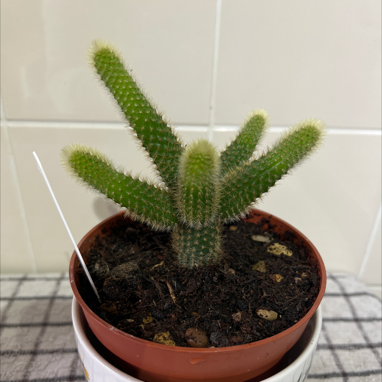Monkey Tail Cactus in a small pot with visible soil, healthy green stems.