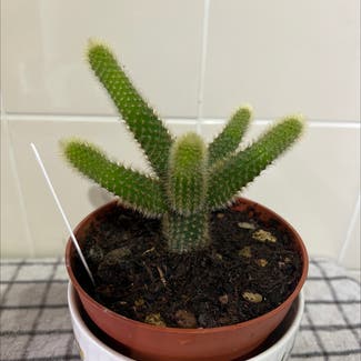 Monkey Tail Cactus plant in Colne, England