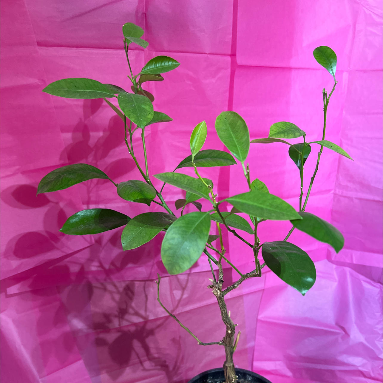 Calamondin plant with healthy green leaves against a pink background.