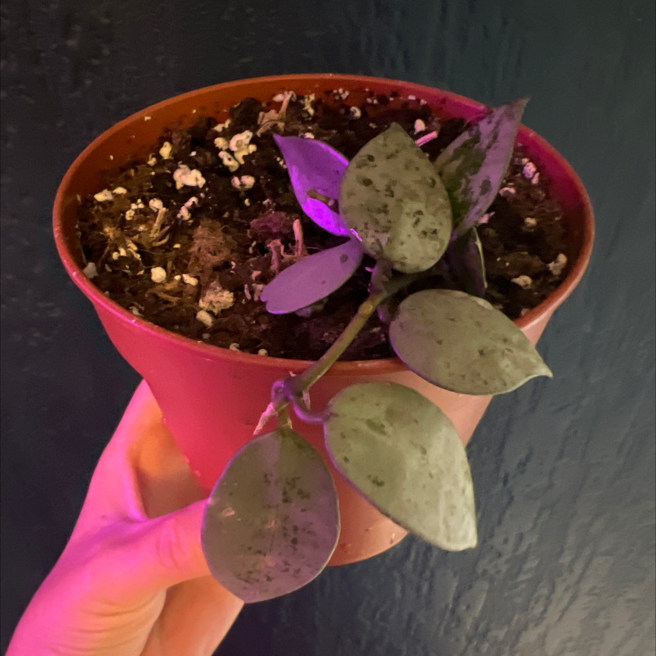 Potted Hoya lacunosa plant with visible soil and some leaf discoloration, held by a hand.