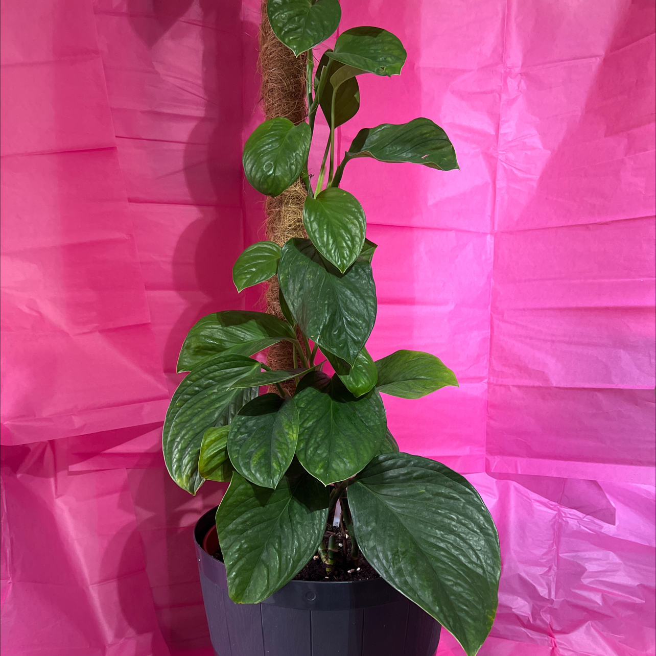 Monstera pinnatipartita plant with healthy green leaves, supported by a moss pole, against a pink backdrop.