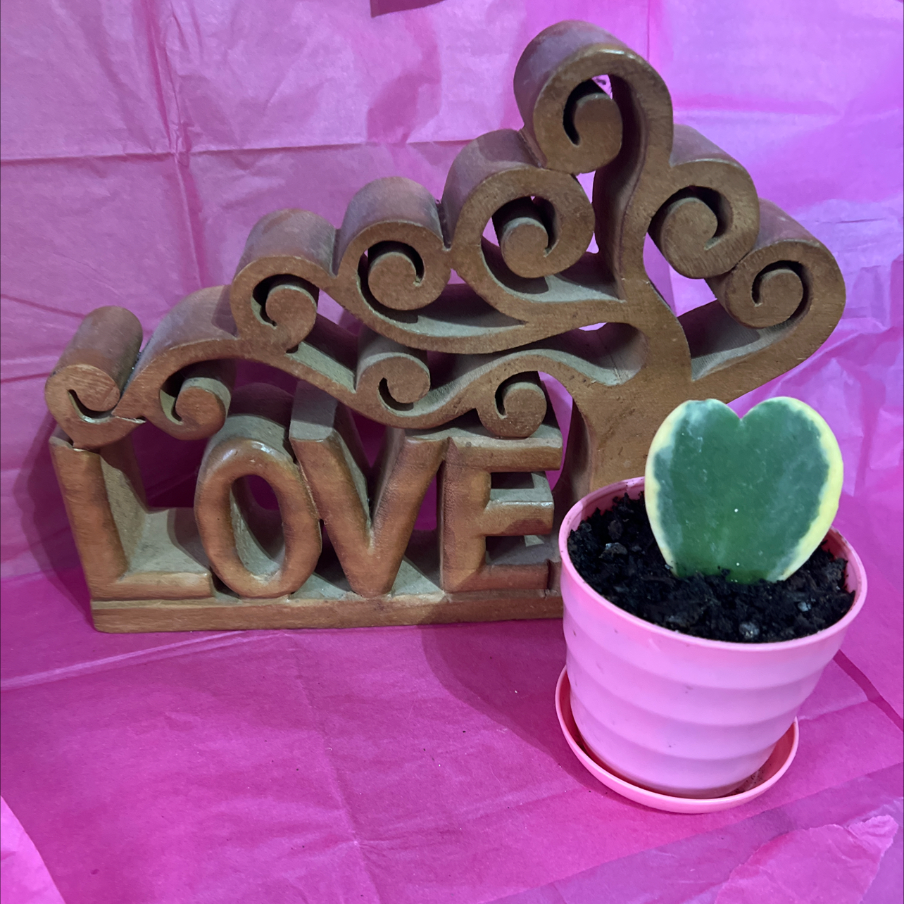 Variegated Heart Leaf Hoya in a pink pot with a wooden 'LOVE' decoration in the background.