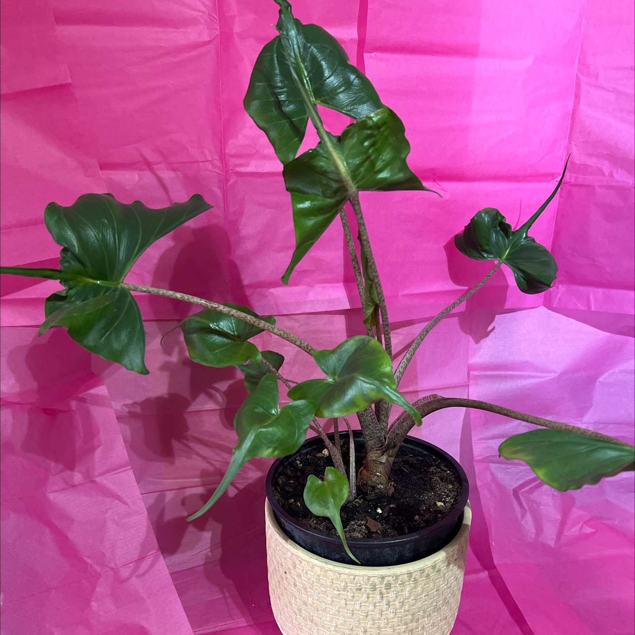 Stingray Elephant Ear plant in a pot against a pink background.