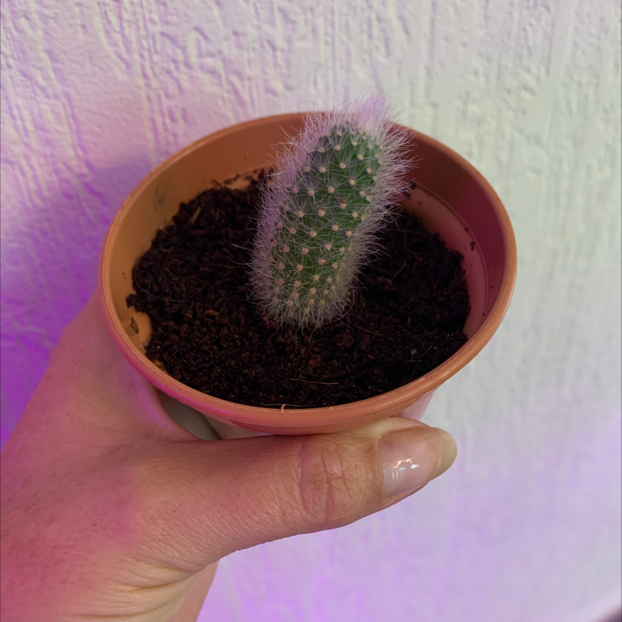 Photo of the plant species Monkey Tail Cactus by @Beccyboo24 named 🐵 Abu 🐵 on Greg, the plant care app