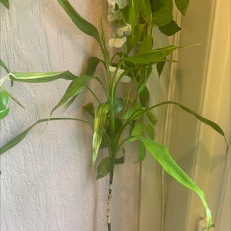 Lucky Bamboo plant in Colne, England