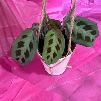 Green Prayer Plant plant in Colne, England