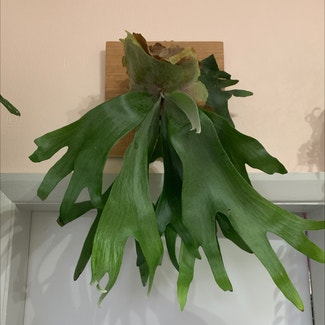Staghorn Fern plant in Colne, England