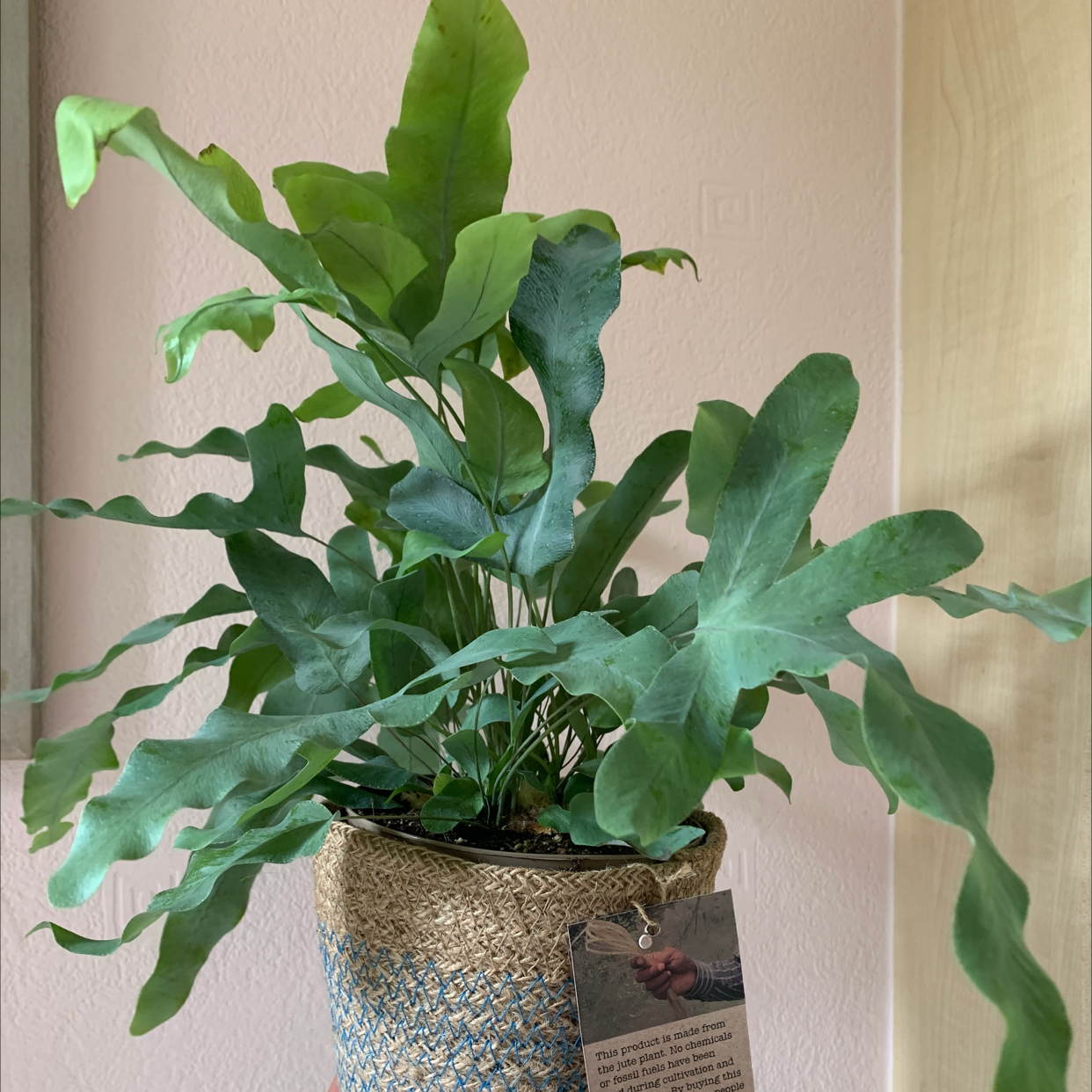Photo of the plant species Virginia Blue Fern by @Beccyboo24 named Terima Kasih 🙌🏼 on Greg, the plant care app
