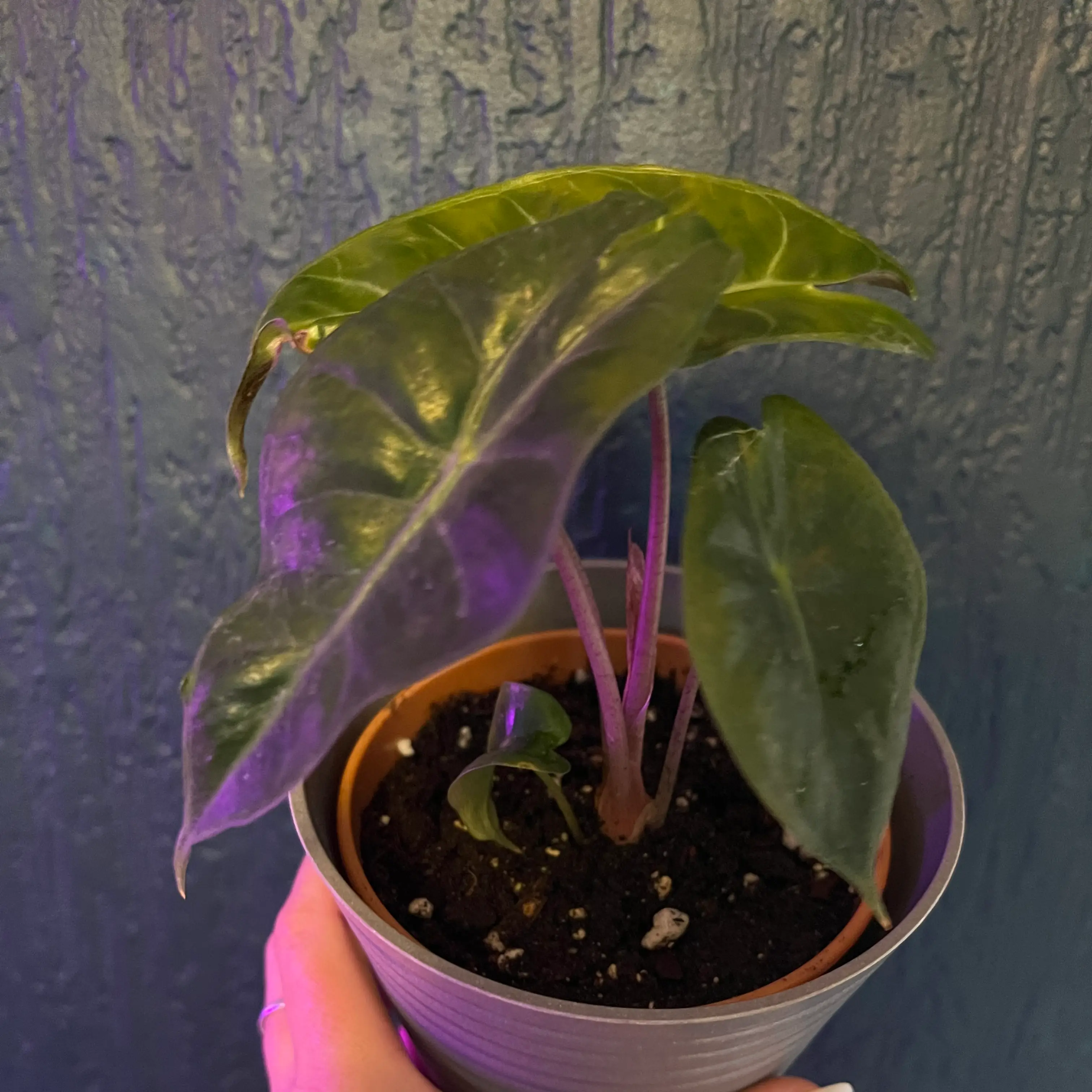Alocasia Pink Dragon plant in a pot with healthy leaves, held by a hand.