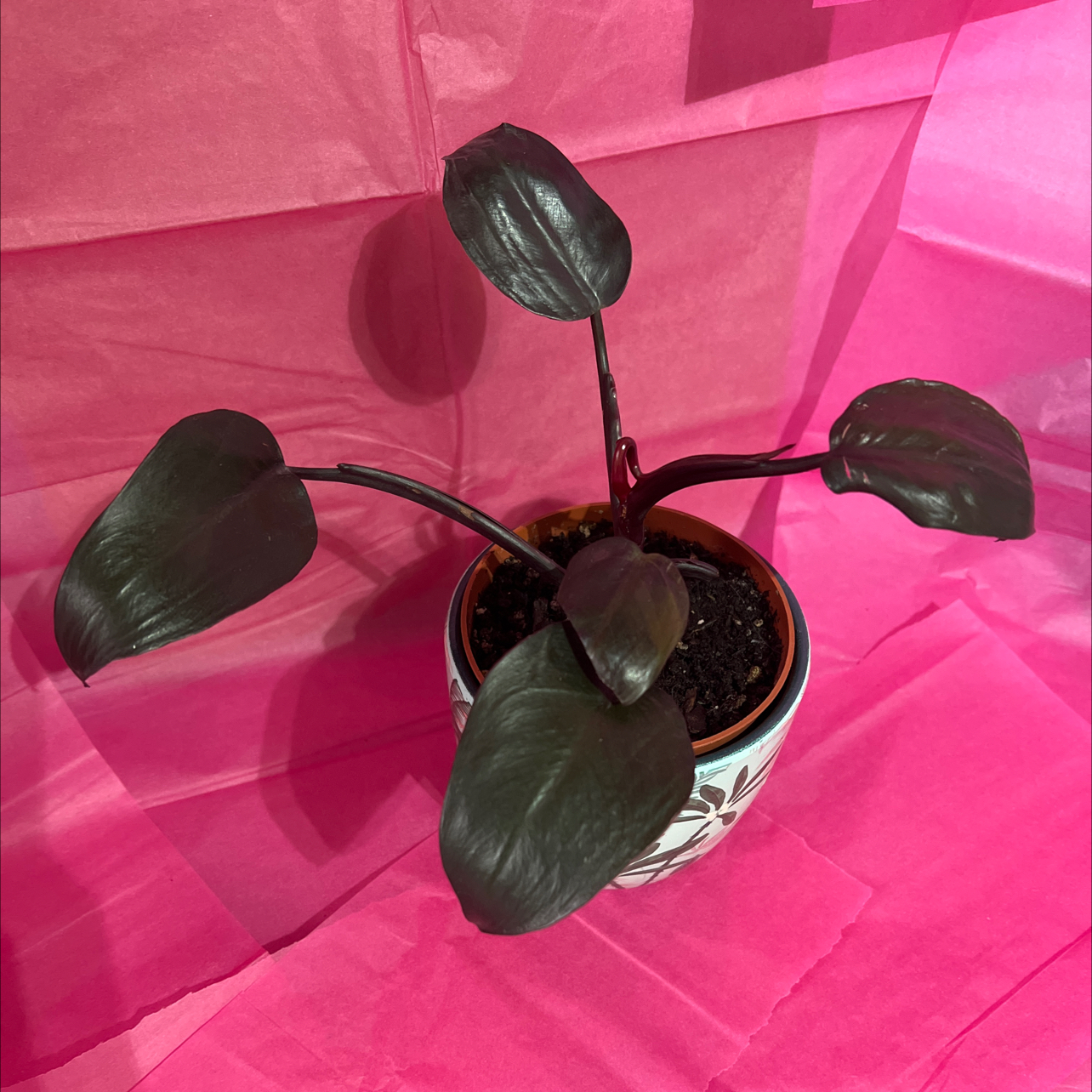 Photo of the plant species Philodendron 'Burgundy' by @Beccyboo24 named Moana 👸🏼 on Greg, the plant care app
