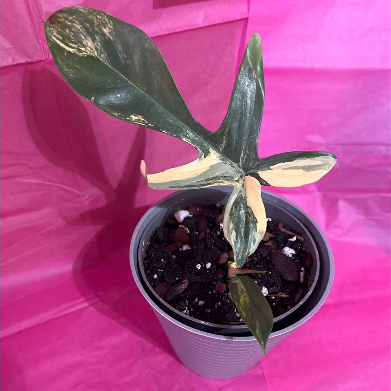 Photo of the plant species Variegated Florida Beauty Philodendron by @Beccyboo24 named Marilynn Monroe ❤️ on Greg, the plant care app
