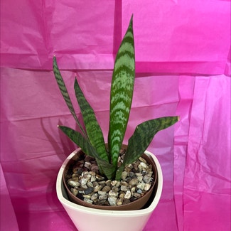 Snake Plant plant in Colne, England