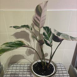 Calathea 'White Fusion' plant