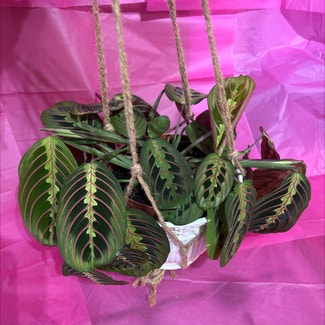 Green Prayer Plant plant in Colne, England