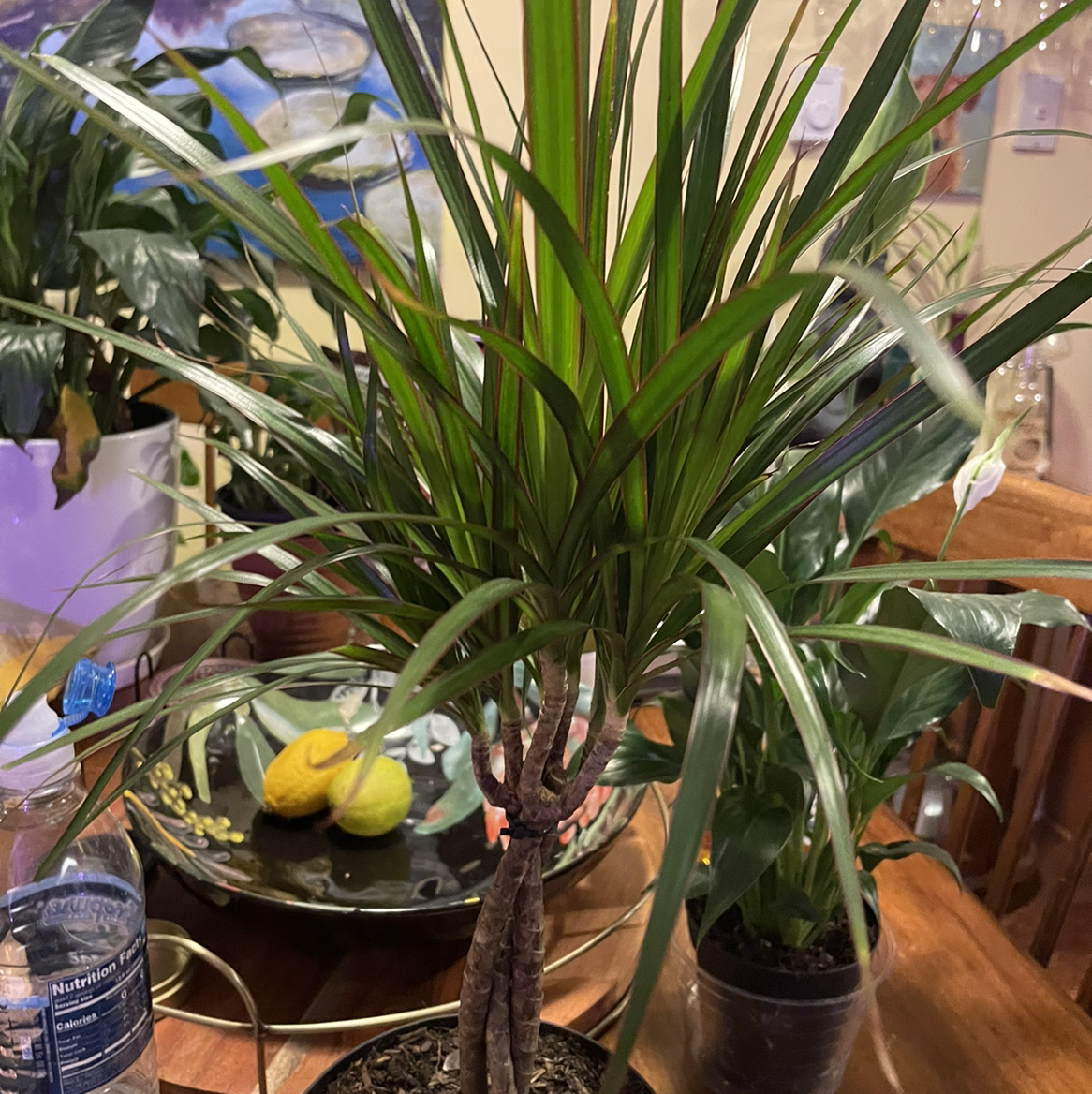 Healthy Song of India plant with green and yellow variegated leaves in a brown pot on a wooden surface.